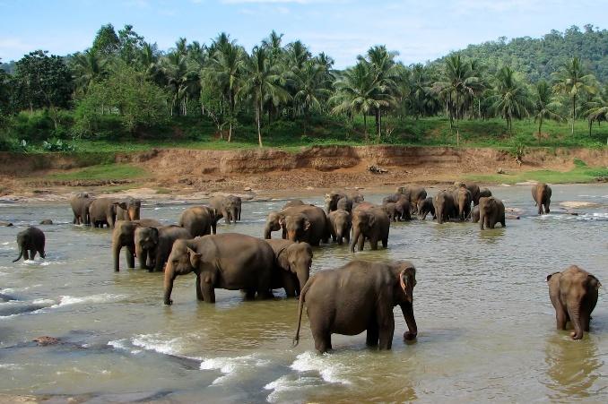 Tailor-Made Sri Lanka Tour | A 01