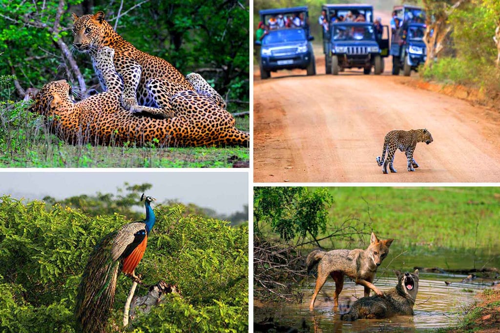 Exceptional Safaris in Sri Lanka