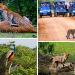 Exceptional Safaris in Sri Lanka