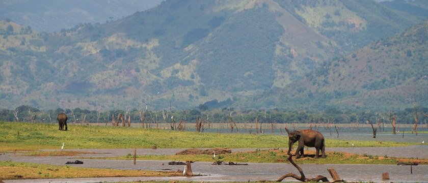 Elephants in Udawalawe National Park