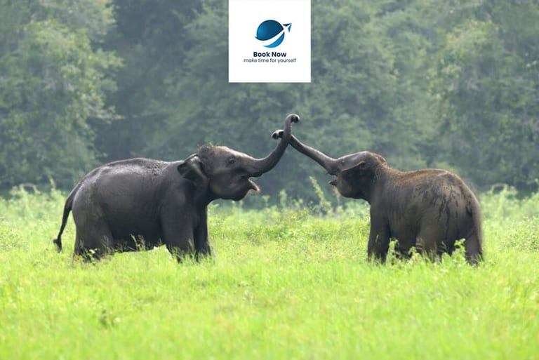 Why choose Sri Lanka and not another destination?